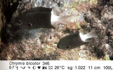 Chromis bicolor